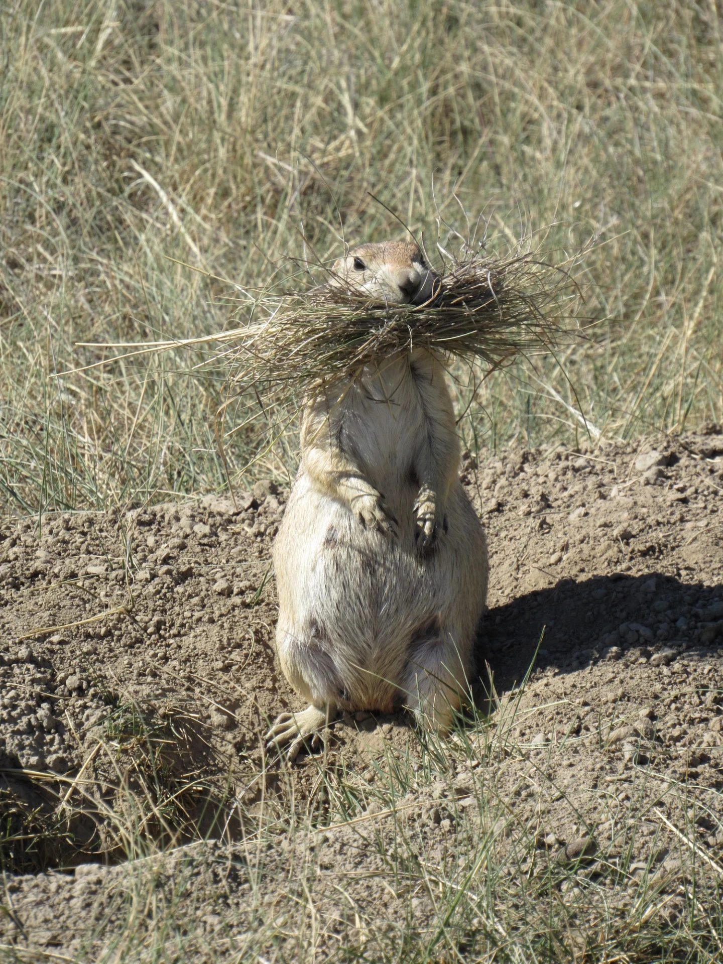 Prairie Dog 1
